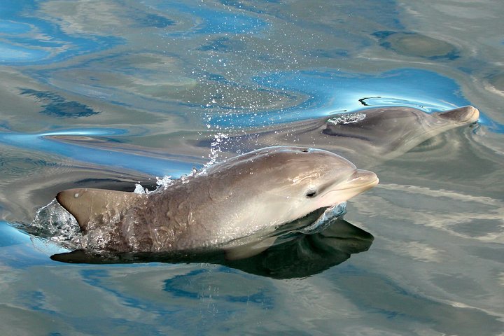Port Stephens 3 Hour Whale and Dolphin Watch Cruise