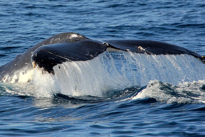 Port Stephens 3 Hour Whale and Dolphin Watch Cruise