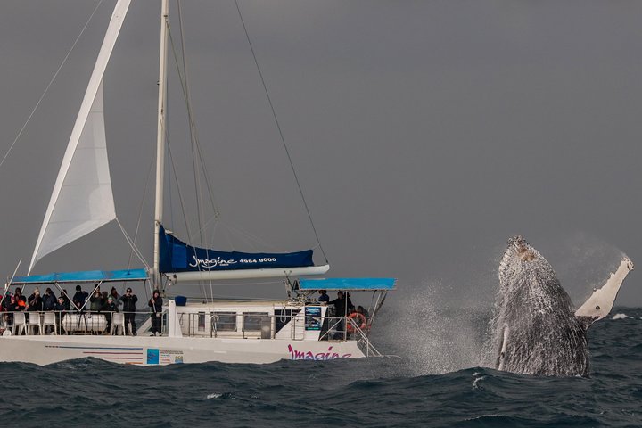 Port Stephens 3 Hour Whale and Dolphin Watch Cruise