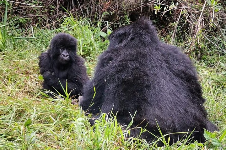 1 Day Gorilla Trekking Mgahinga Gorilla NP & Lake Bunyonyi