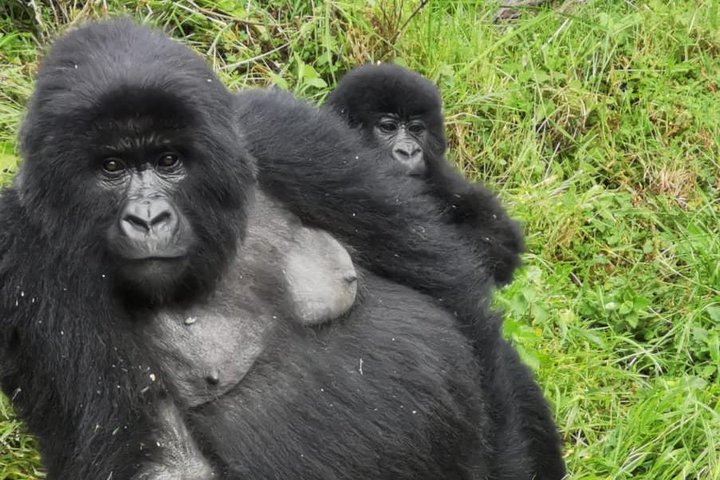 1 Day Gorilla Trekking Mgahinga Gorilla NP & Lake Bunyonyi