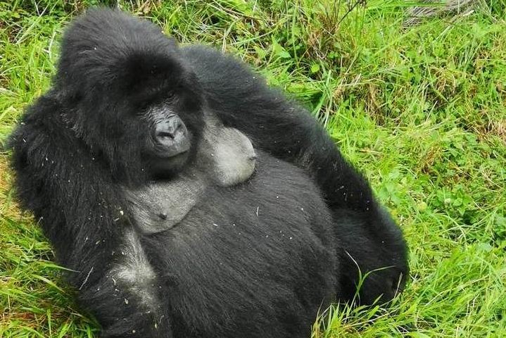 1 Day Gorilla Trekking Mgahinga Gorilla NP & Lake Bunyonyi