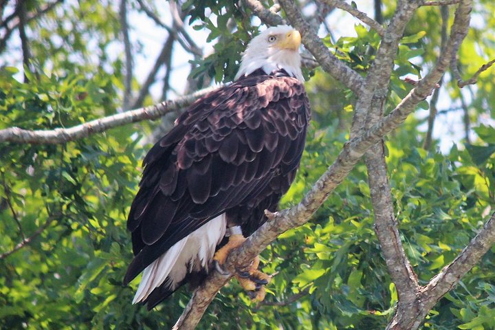 Birding By Boat on the Osprey