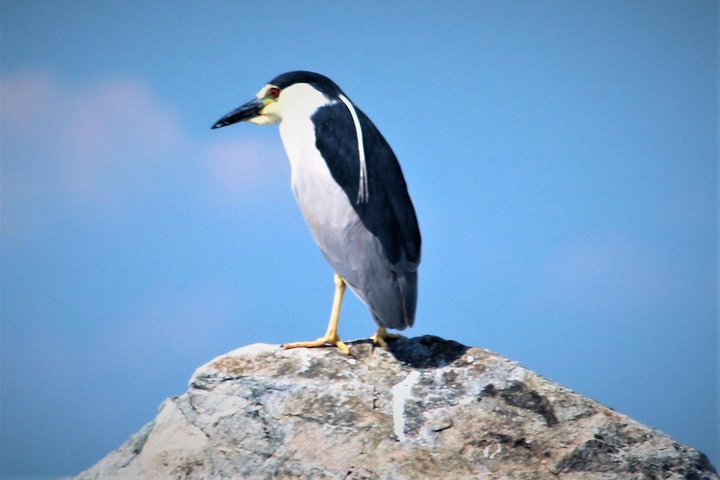 Birding By Boat on the Osprey