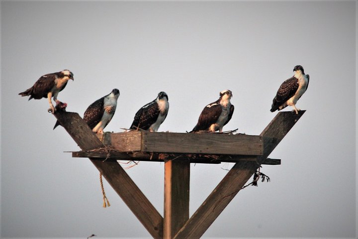 Birding By Boat on the Osprey