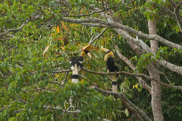 One Day Tour Khao Sok Cheow Lan Lake from Krabi