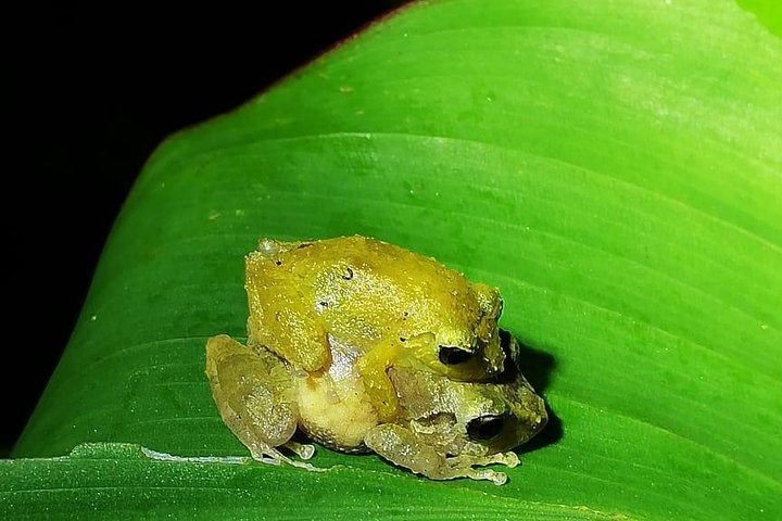 Monteverde Cloud Forest Night Wildlife Experience