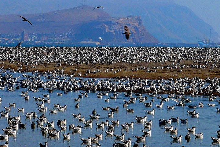 Arica: Half day Panoramic City Tour