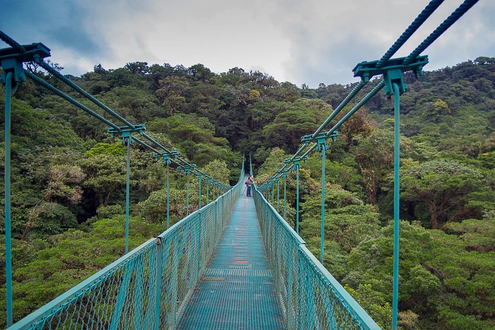 Rainforest Canopy Zipline & Hanging Bridges Tour From Monteverde