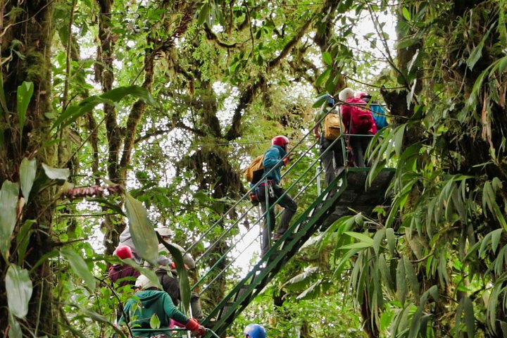 Rainforest Canopy Zipline & Hanging Bridges Tour From Monteverde