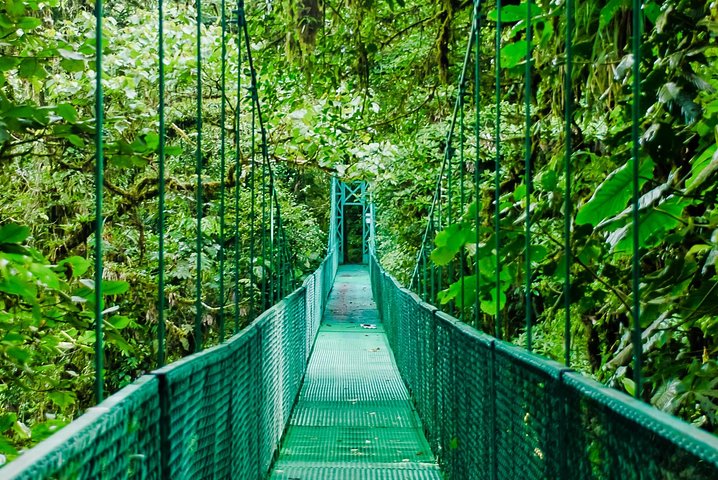 Rainforest Canopy Zipline & Hanging Bridges Tour From Monteverde