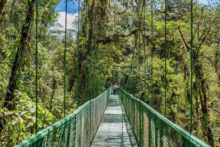 Rainforest Canopy Zipline & Hanging Bridges Tour From Monteverde