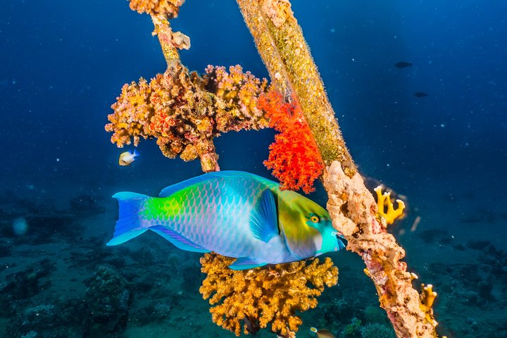Snorkeling to Undewrater Restaraunt covered by Corals