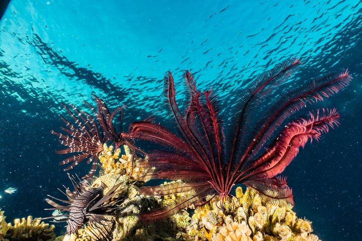 Snorkeling to Undewrater Restaraunt covered by Corals