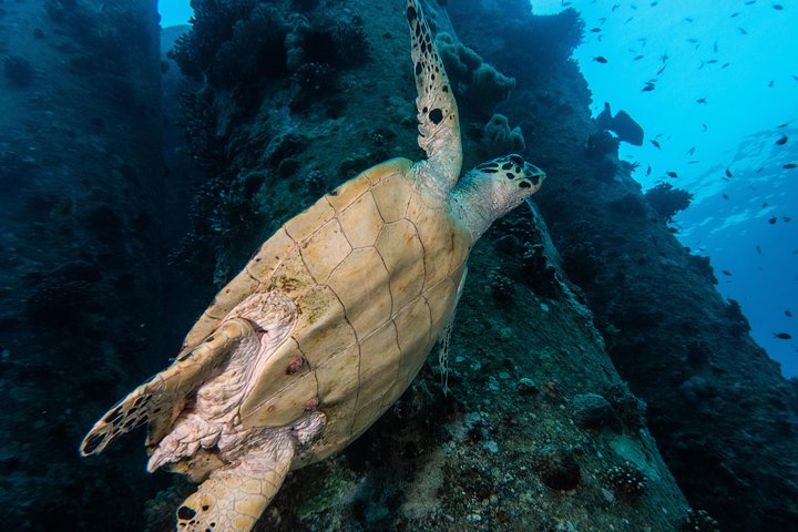 Snorkeling to Undewrater Restaraunt covered by Corals