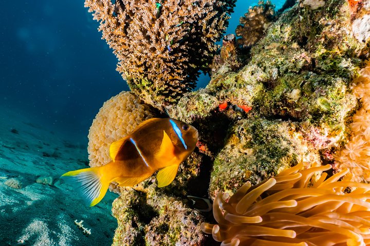 Snorkeling to Undewrater Restaraunt covered by Corals