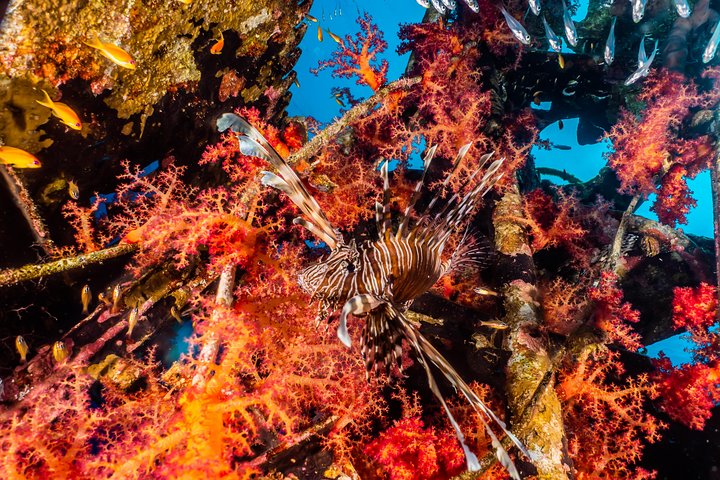 Snorkeling to Undewrater Restaraunt covered by Corals