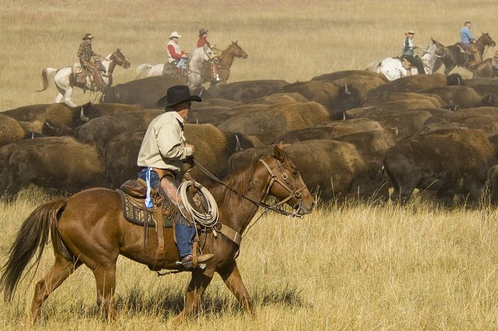2026 - Sept 25th - Custer Buffalo Roundup and Corrals