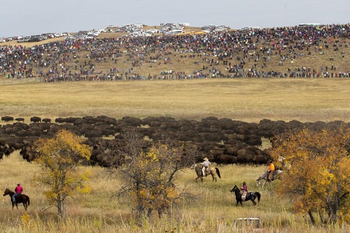 2026 - Sept 25th - Custer Buffalo Roundup and Corrals