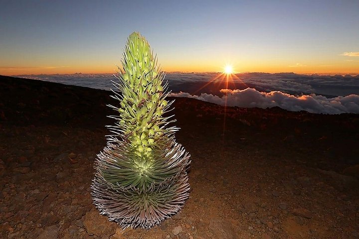 Maui: Haleakala Sunrise Spectacular with Local Breakfast
