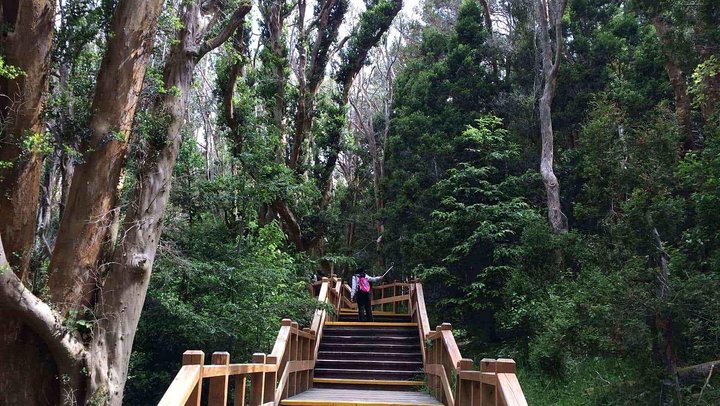 Nahuel Huapi Lake Cruise with Victoria Island and Arrayan Forest Walk