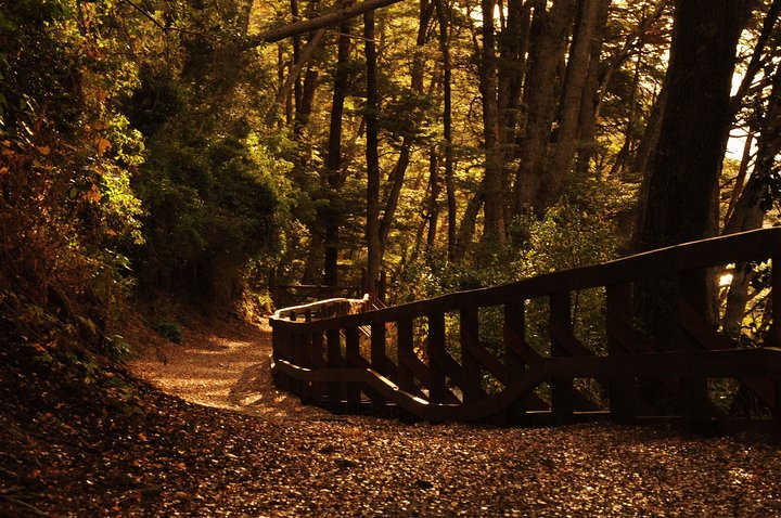 Nahuel Huapi Lake Cruise with Victoria Island and Arrayan Forest Walk