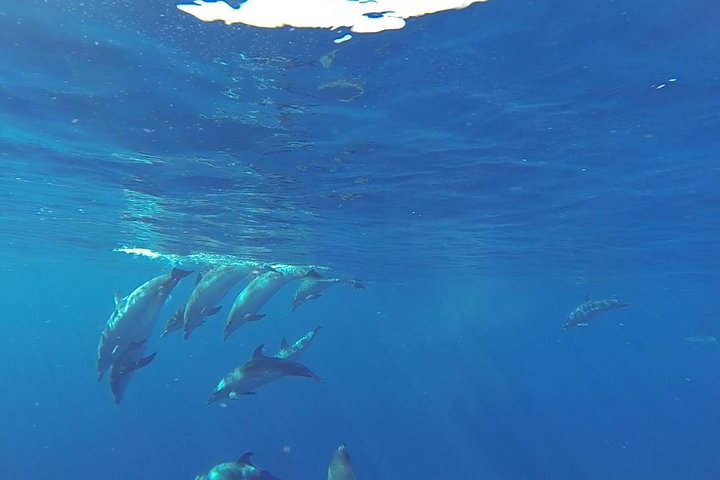 Dolphin and Whale Cruise in Puerto Rico, Gran Canaria