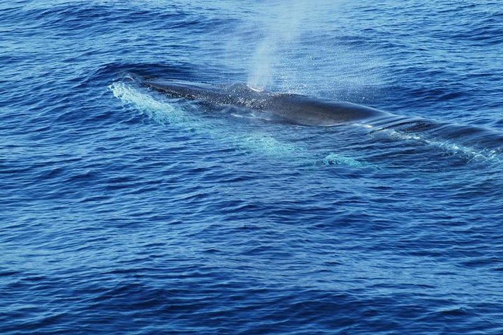 Dolphin and Whale Cruise in Puerto Rico, Gran Canaria