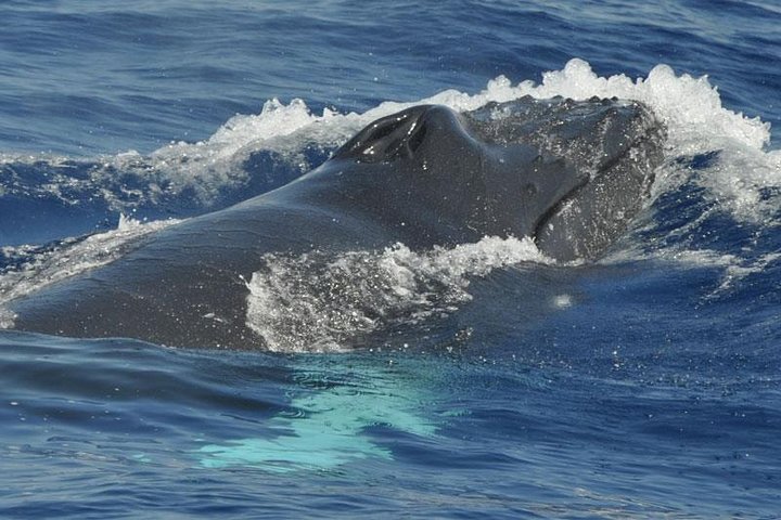 Dolphin and Whale Cruise in Puerto Rico, Gran Canaria