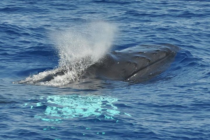 Dolphin and Whale Cruise in Puerto Rico, Gran Canaria