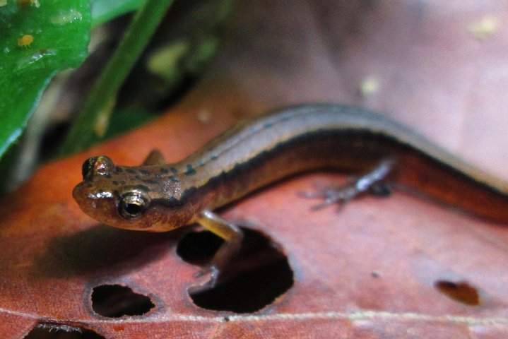 River Magic: An Easy Smoky Mountain Guided Walk