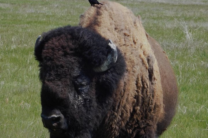 Private Tour of Mount Rushmore, Crazy Horse and Custer State Park