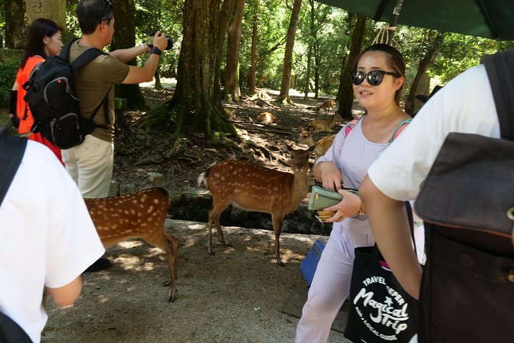 Nara Half Day Trip Walking Tour (Private Option Available)