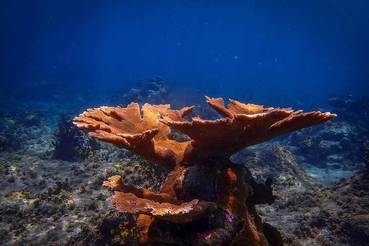 Klein Bonaire Marine Park Snorkeling Excursion