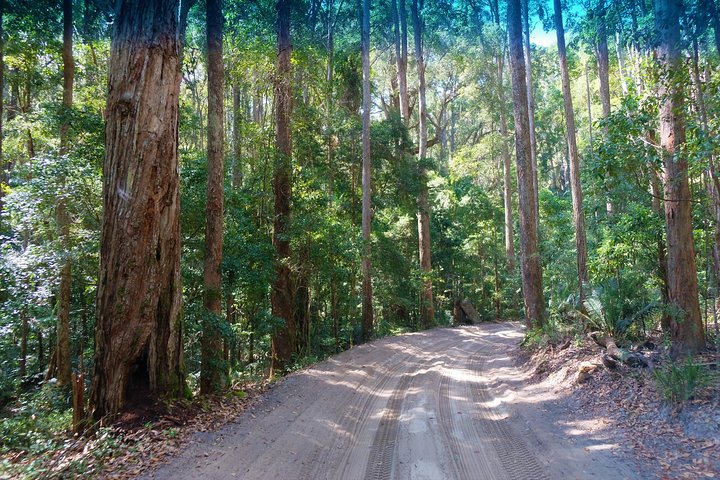 K'gari (Fraser Island) Day Tour - From Rainbow Beach