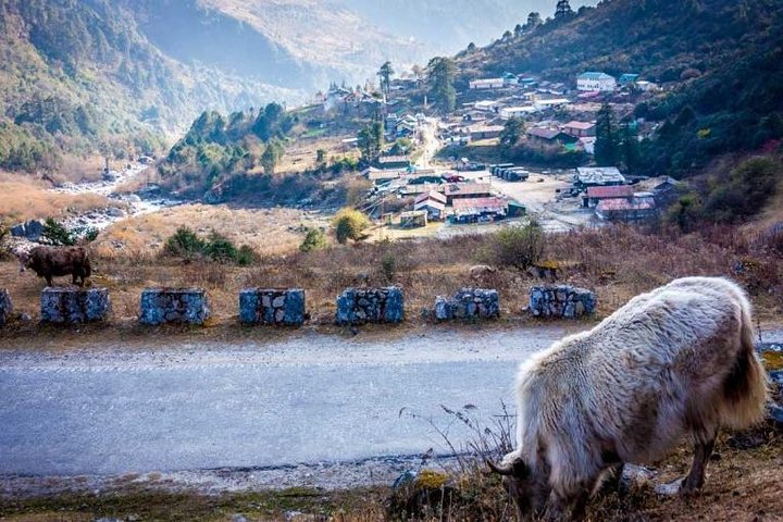 Excursion to North Sikkim Lachen and Lachung 6 Days