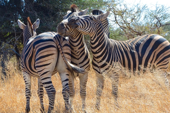 All inclusive 3 Day Kruger Safari From Nelspruit