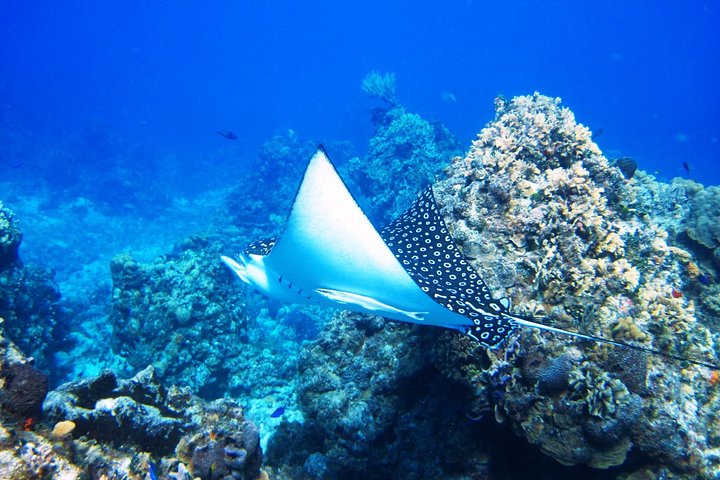 Cozumel Snorkeling Tour: Palancar, Columbia and El Cielo Reefs