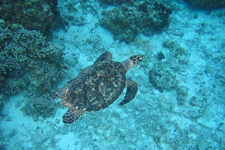 Cozumel Snorkeling Tour: Palancar, Columbia and El Cielo Reefs