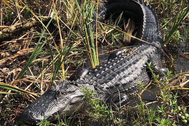 90 minute Everglades Airboat Tour near Orlando Florida