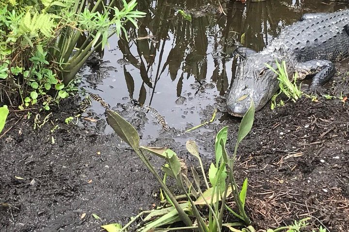 90 minute Everglades Airboat Tour near Orlando Florida