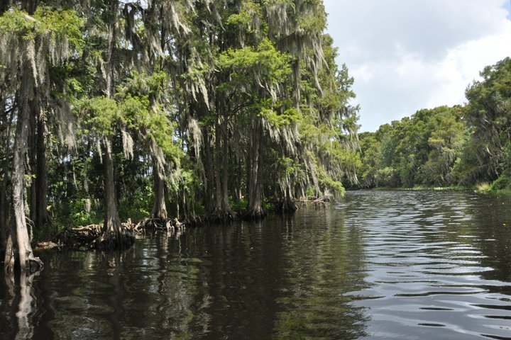 90 minute Everglades Airboat Tour near Orlando Florida