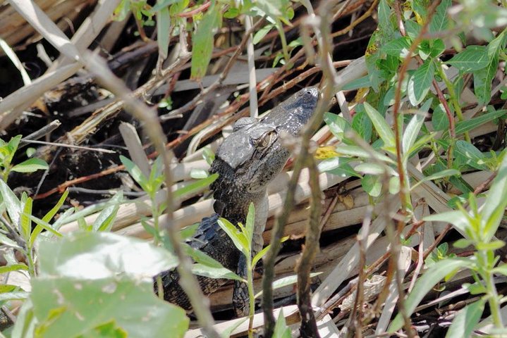 90 minute Everglades Airboat Tour near Orlando Florida