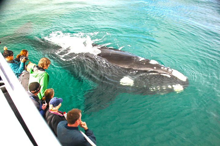 Dunsborough Whale Watching Tour