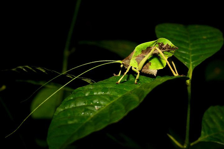 The Night Tour with Tracie The Bug Lady and Gianfranco Gomez