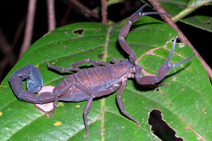 The Night Tour with Tracie The Bug Lady and Gianfranco Gomez