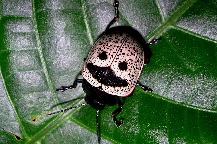 The Night Tour with Tracie The Bug Lady and Gianfranco Gomez