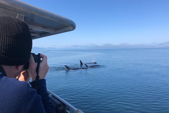 Whale Watching and Bear Search-Icy Strait Point