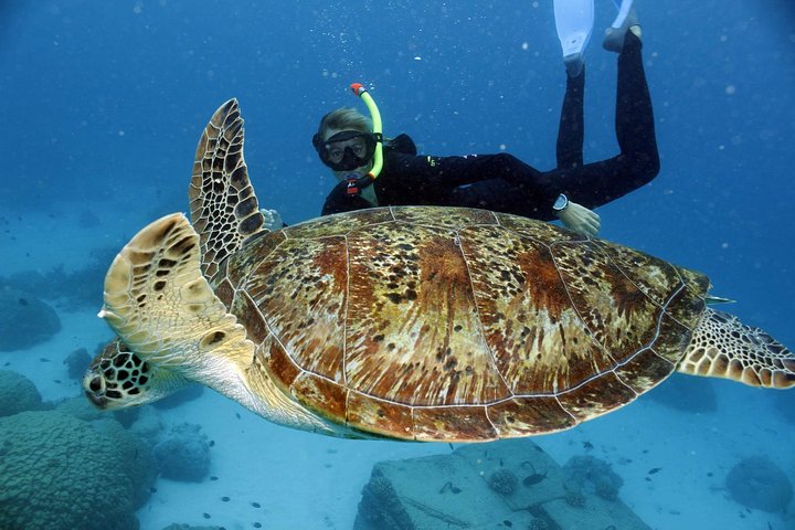 Full-Day Great Barrier Reef Snorkeling from Hamilton Island