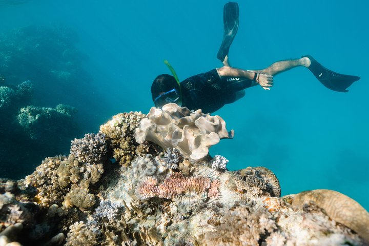 Full-Day Great Barrier Reef Snorkeling from Hamilton Island